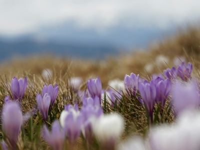 Wiosenna świeżość we flakonie – najpiękniejsze kwiatowe zapachy na 2025